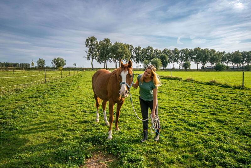 In2 Equine Coach - Paardencoaching - activiteit met het paard aan halster rondje lopen