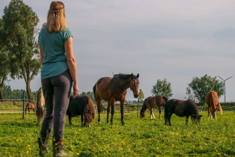 In2 Equine coach - coachtraject paardencoaching - activiteit paarden observeren