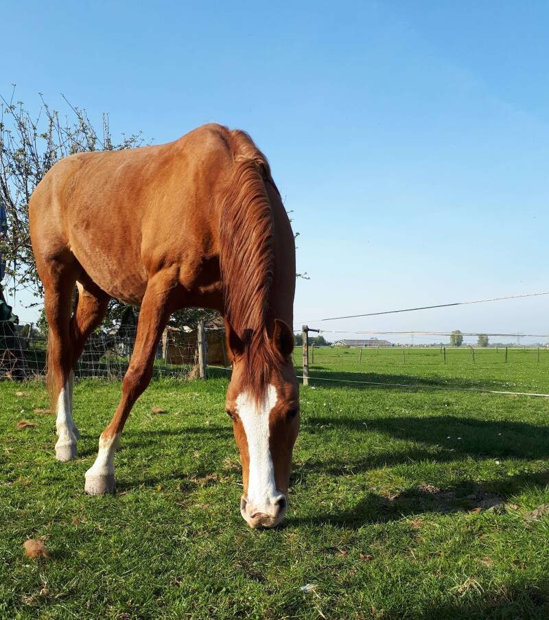 In2 Equine Coach - Hoe werkt een coachtraject paardencoaching in de praktijk bij In2 Equine Coach?