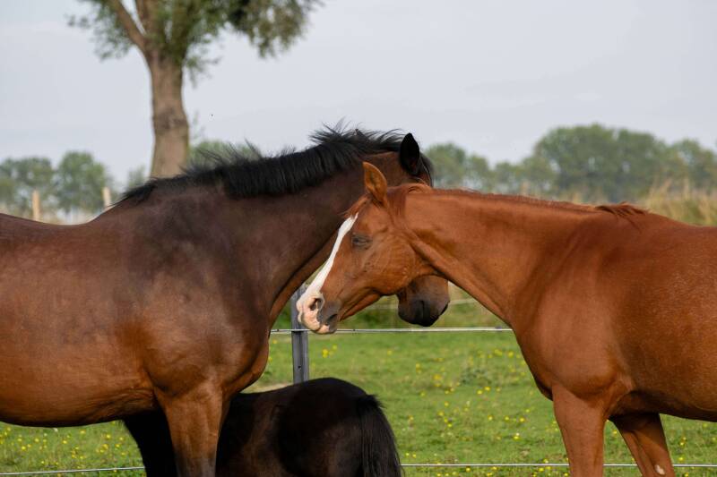 In2 Equine Coach - Paardencoaching