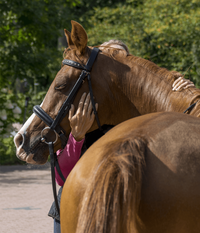In2 Equine Coach - Leonie & Shamal - Leonie coacht mensen met de hulp van haar grote vriend en collega-coach Shamal.
