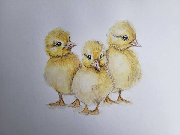 Chicks