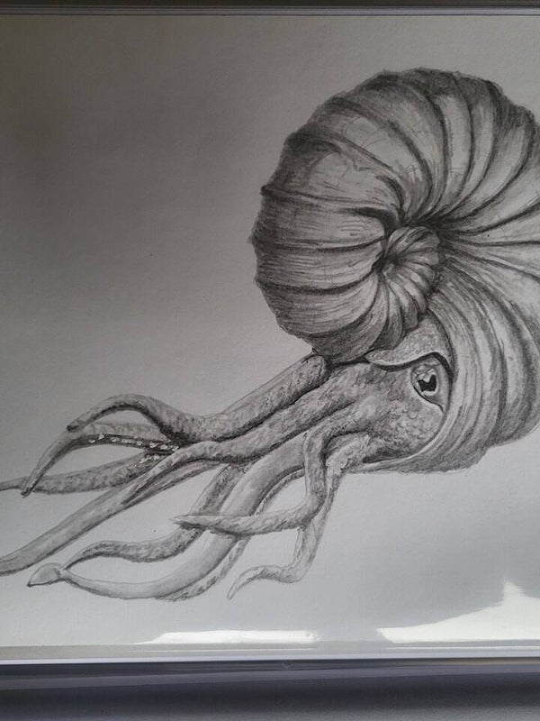 Nautilus