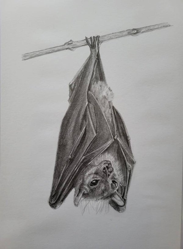 Bat