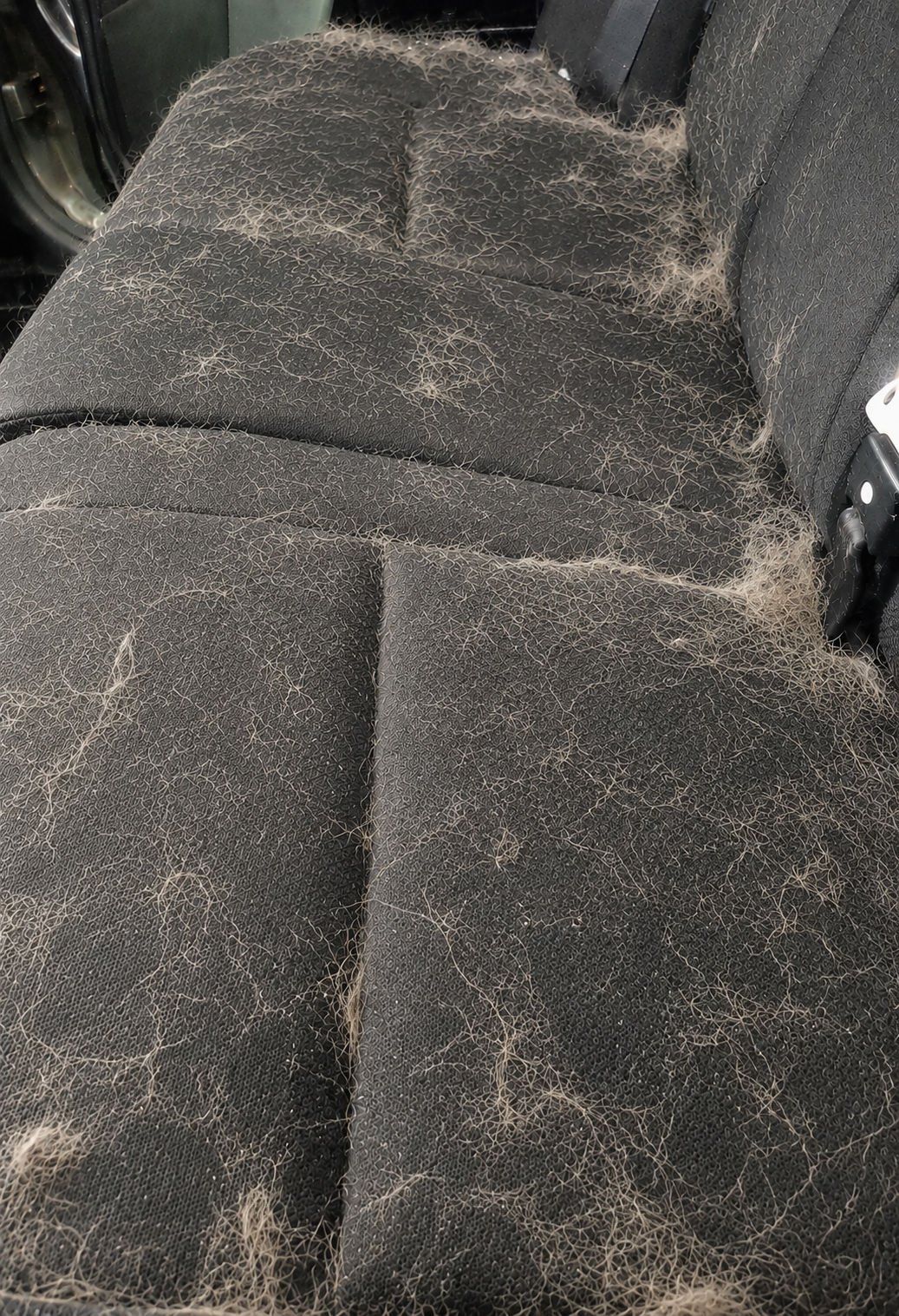 Dog hair covering the rear seat 