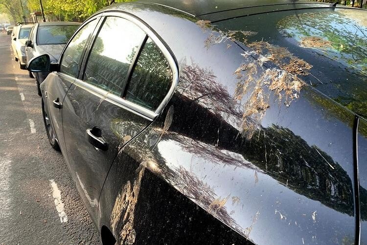 Bird poo everywhere 
