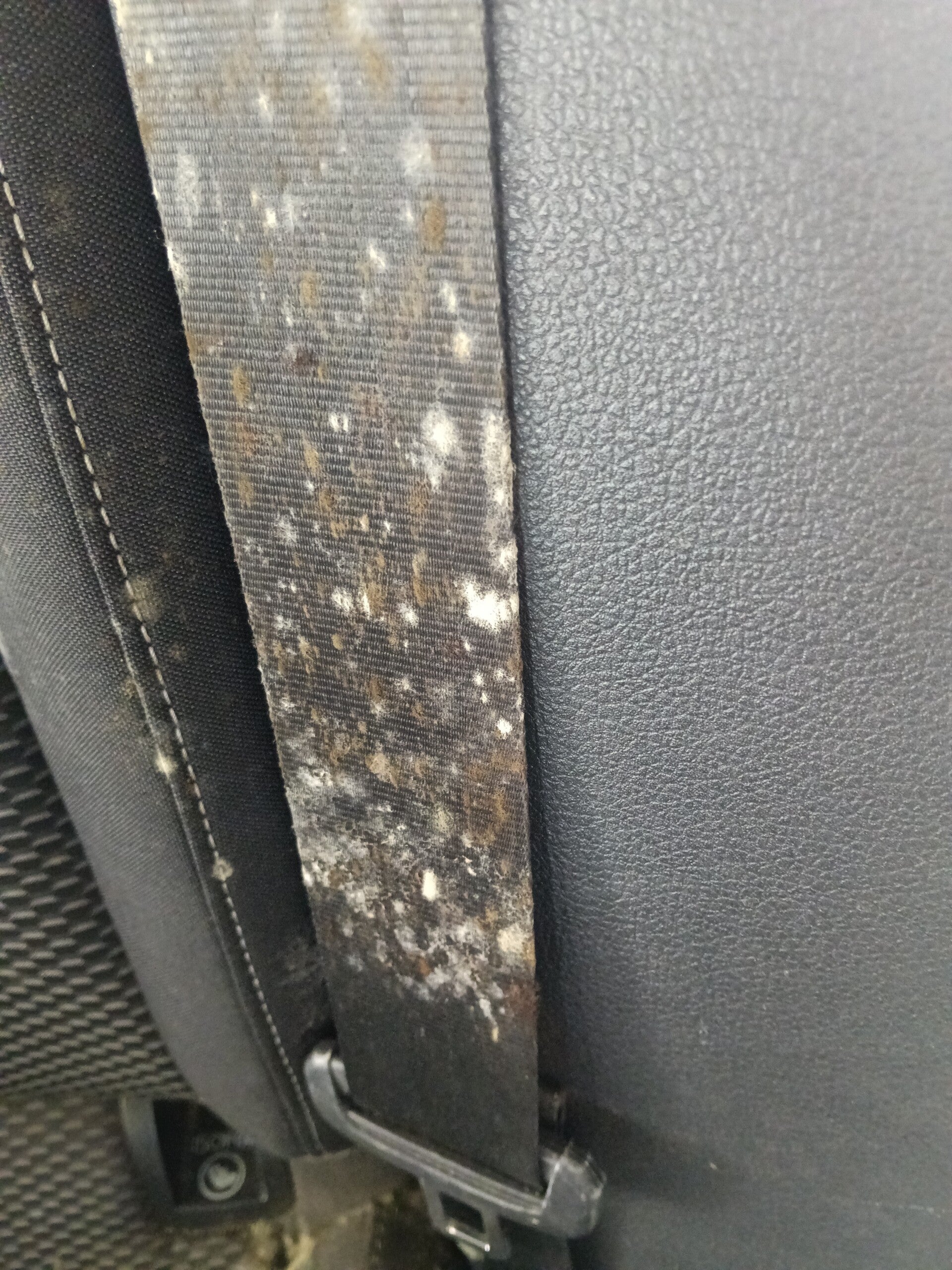 Mouldy seat belt 