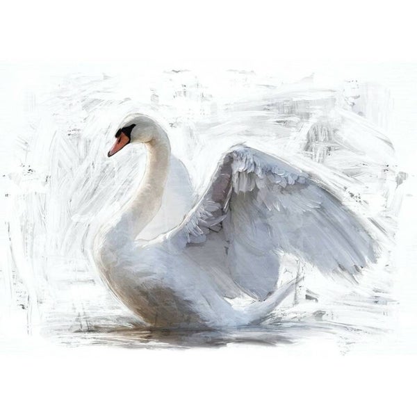 White swan A1