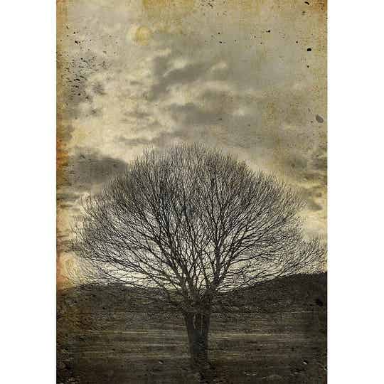 Lone sepia tree A3