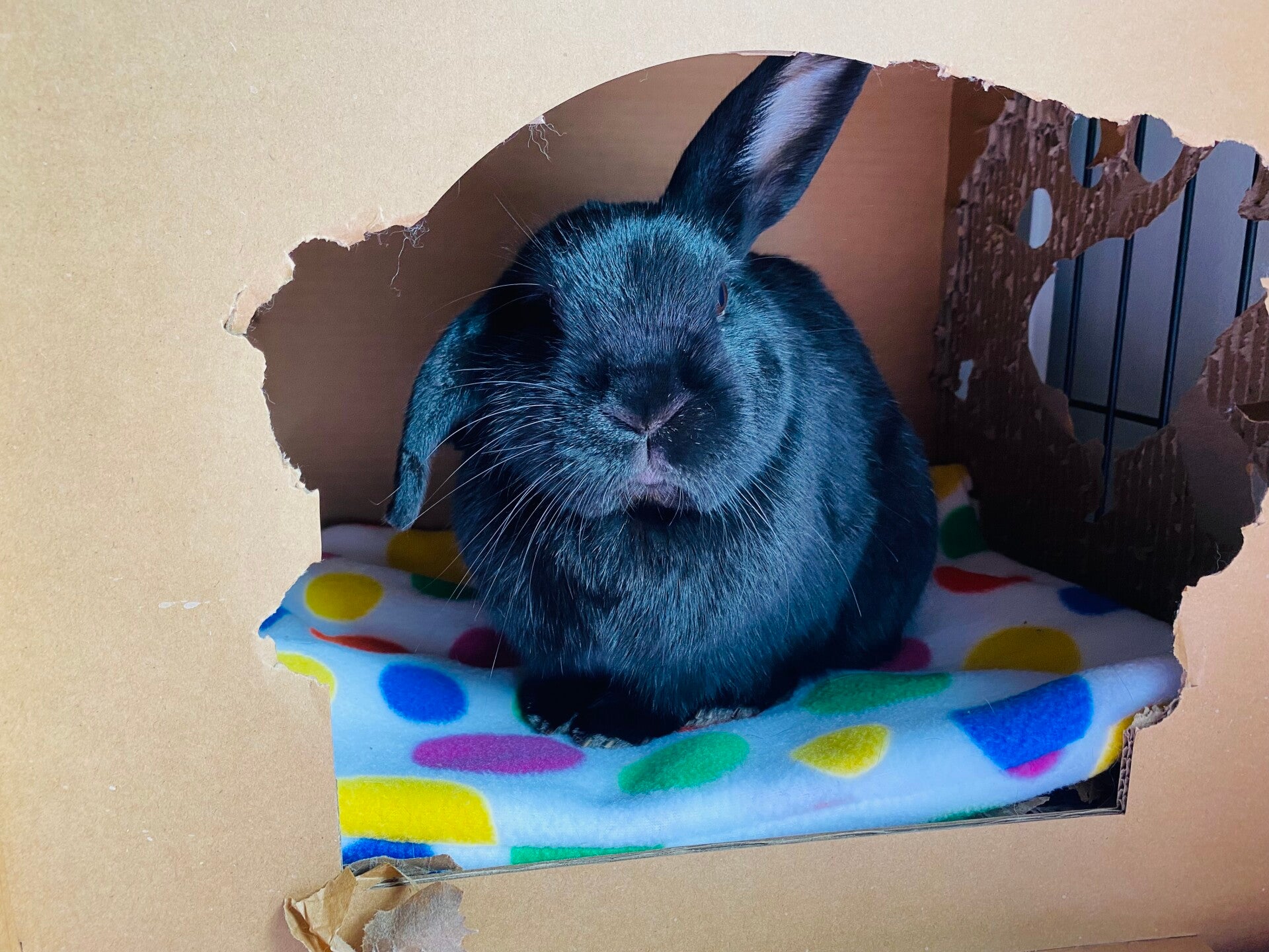 BUNNY PET BED