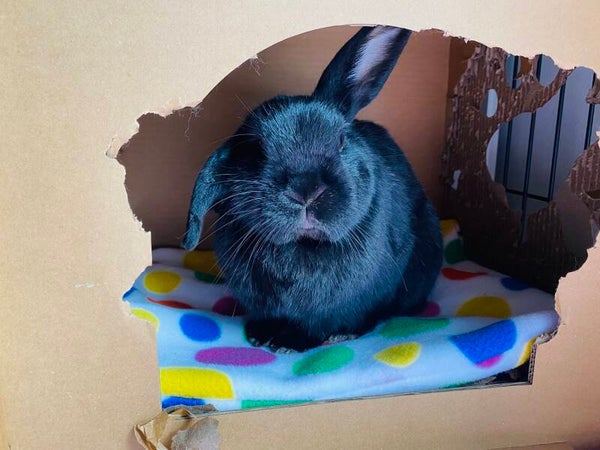 BUNNY PET BED