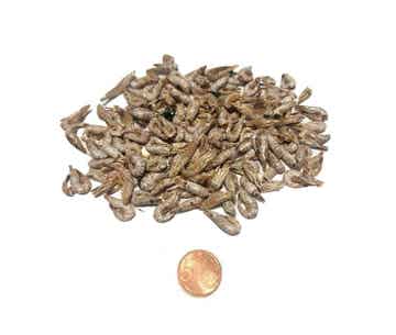 Hollandse garnaaltjes 250gr