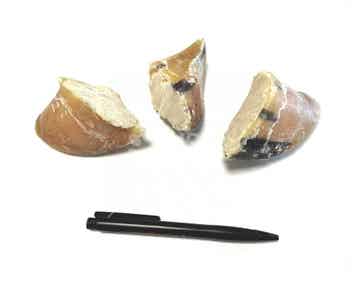 Kauwhoefjes rund gevuld met schapenvet zak 10st