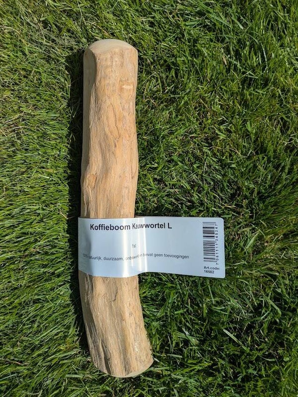Koffieboom Kauwwortel - L