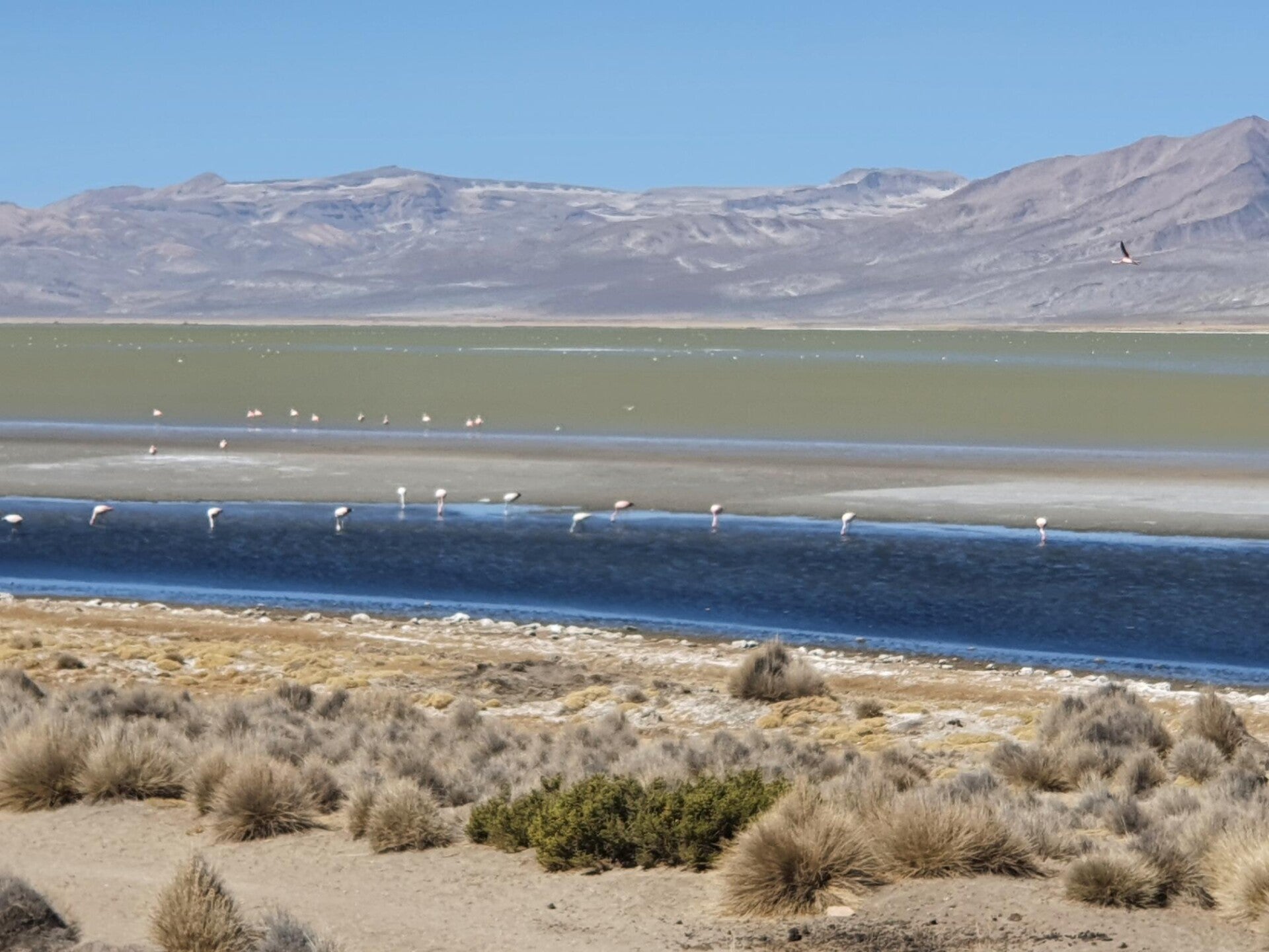 Laguna de Salinas bij Arequipa in Zuid-Peru