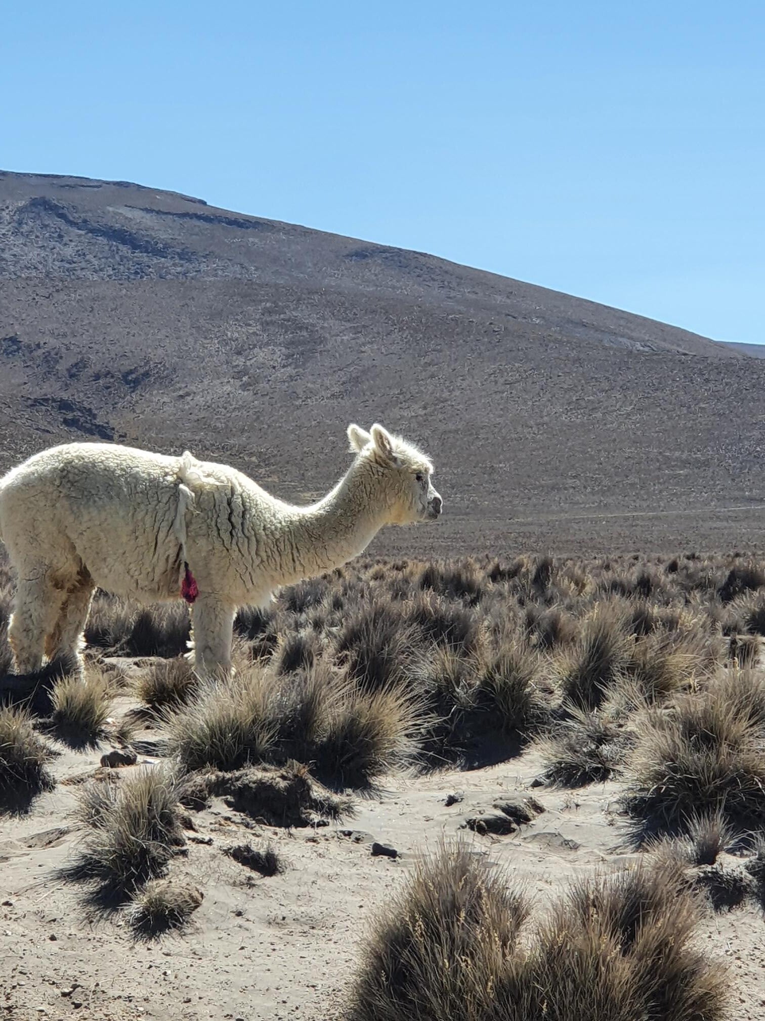 Alpaca in het Andesgebergte van Peru