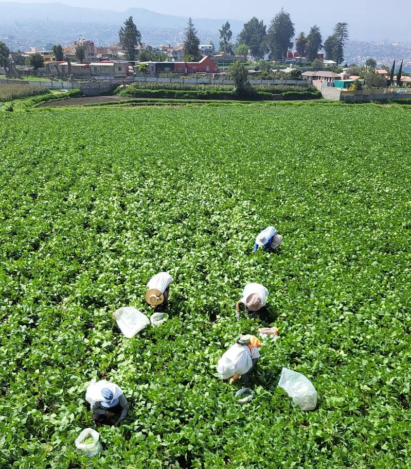 Landarbeiders werken tussen de groene gewassen op landbouwvelden in Arequipa, met de stad op de achtergrond.
