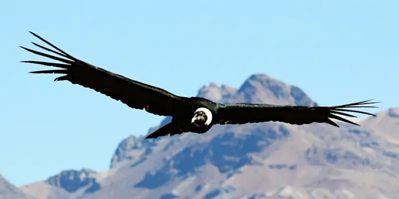 Een Andescondor met uitgespreide vleugels zweeft boven de Colcakloof bij Arequipa in Zuid-Peru.
