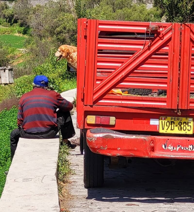 Een hond kijkt vanuit de laadbak van een rode vrachtwagen langs een landelijke weg in Peru.