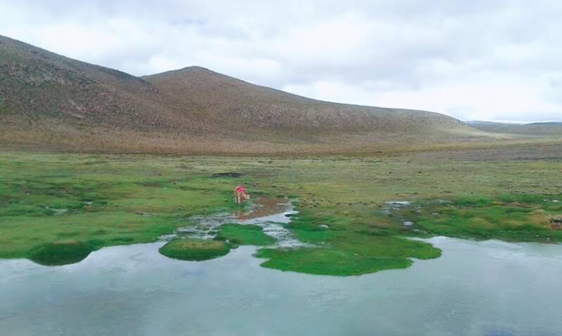 Groen en waterrijk hooglandschap in de Peruaanse Andes, kenmerkend voor de natte ecosystemen die bofedales worden genoemd.