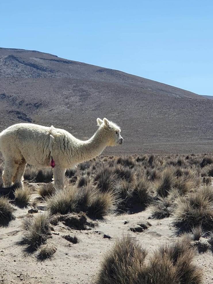 Lama bij LAke Salinas Peru