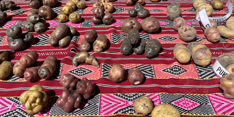 Verschillende kleurrijke Peruaanse aardappelsoorten op een traditionele markt in Peru.