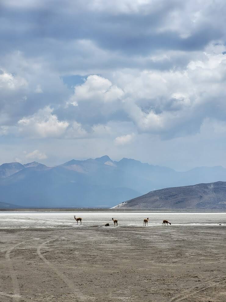 Vicuña's op de uitgestrekte zoutvlakte van Laguna de Salinas in de regio Arequipa.