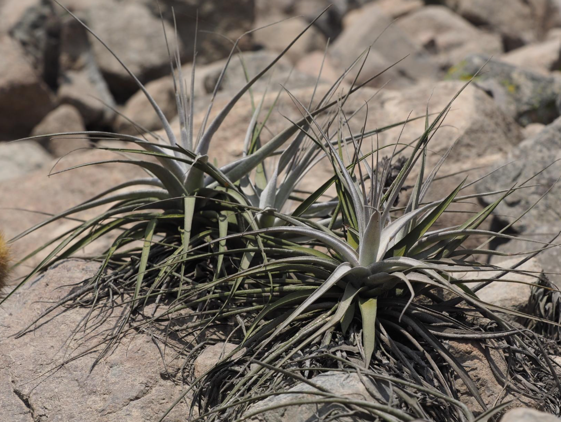 Groene mistvegetatie en tillandsia's op de droge heuvels langs de Peruaanse kust.