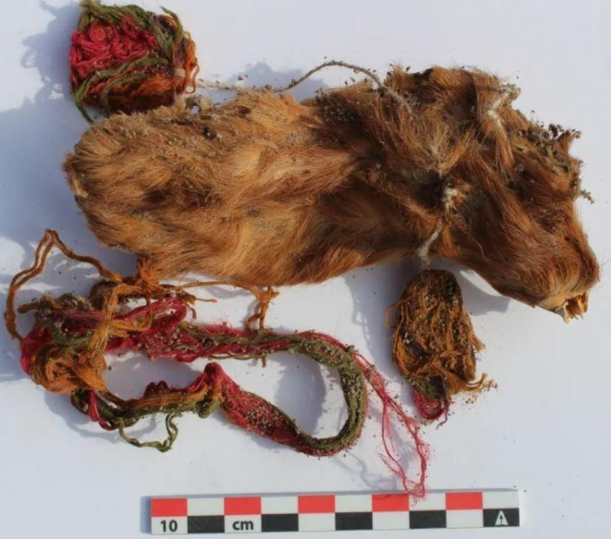 Archeologische vondst van een in textiel gewikkelde cuy, gebruikt als ritueel offer in het oude Peru. 