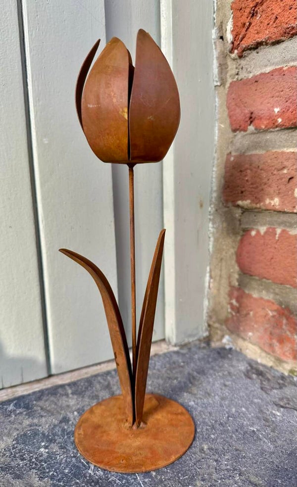 Tulipe