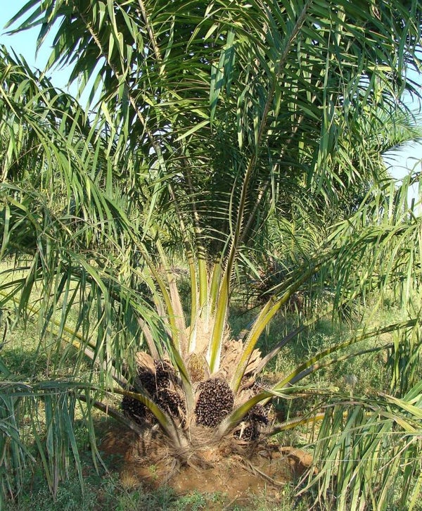 Refined Palm Oil