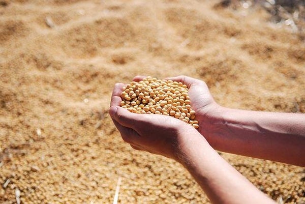 Soybean Meal