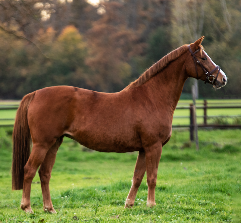 fotografie verkoop paard of veulen verkopen