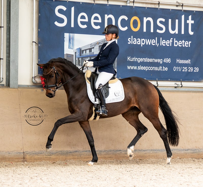 fotografie verkoop paard of veulen verkopen