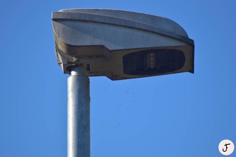 SBP Urban Lighting Lyra 20