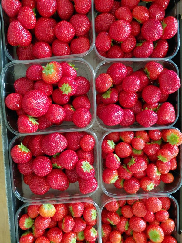 Aardbeien