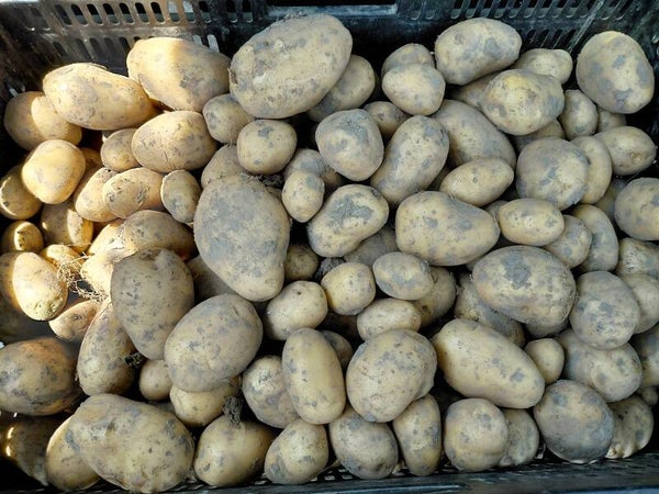 Frieslanders (nieuw)