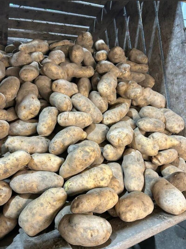 Aardappelen Bintjes