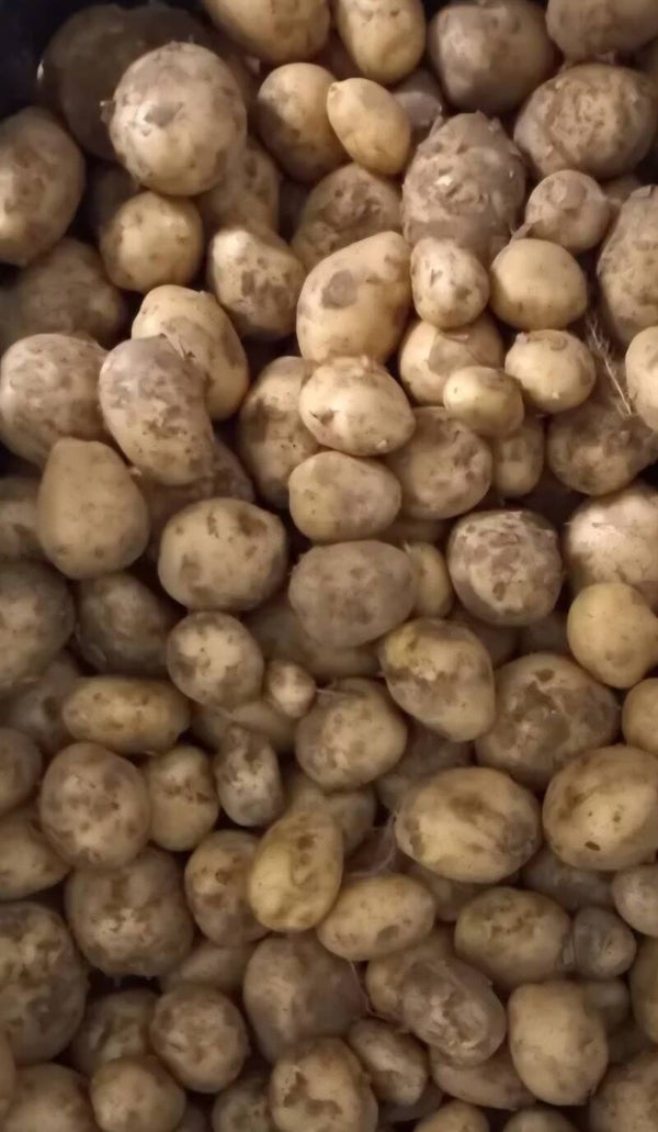 Agria aardappelen