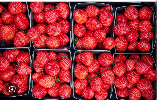 Aardbeien