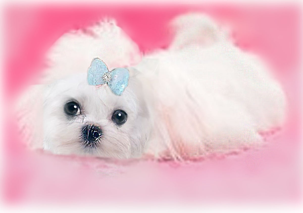 Maltese Puppies Puppy Cottage