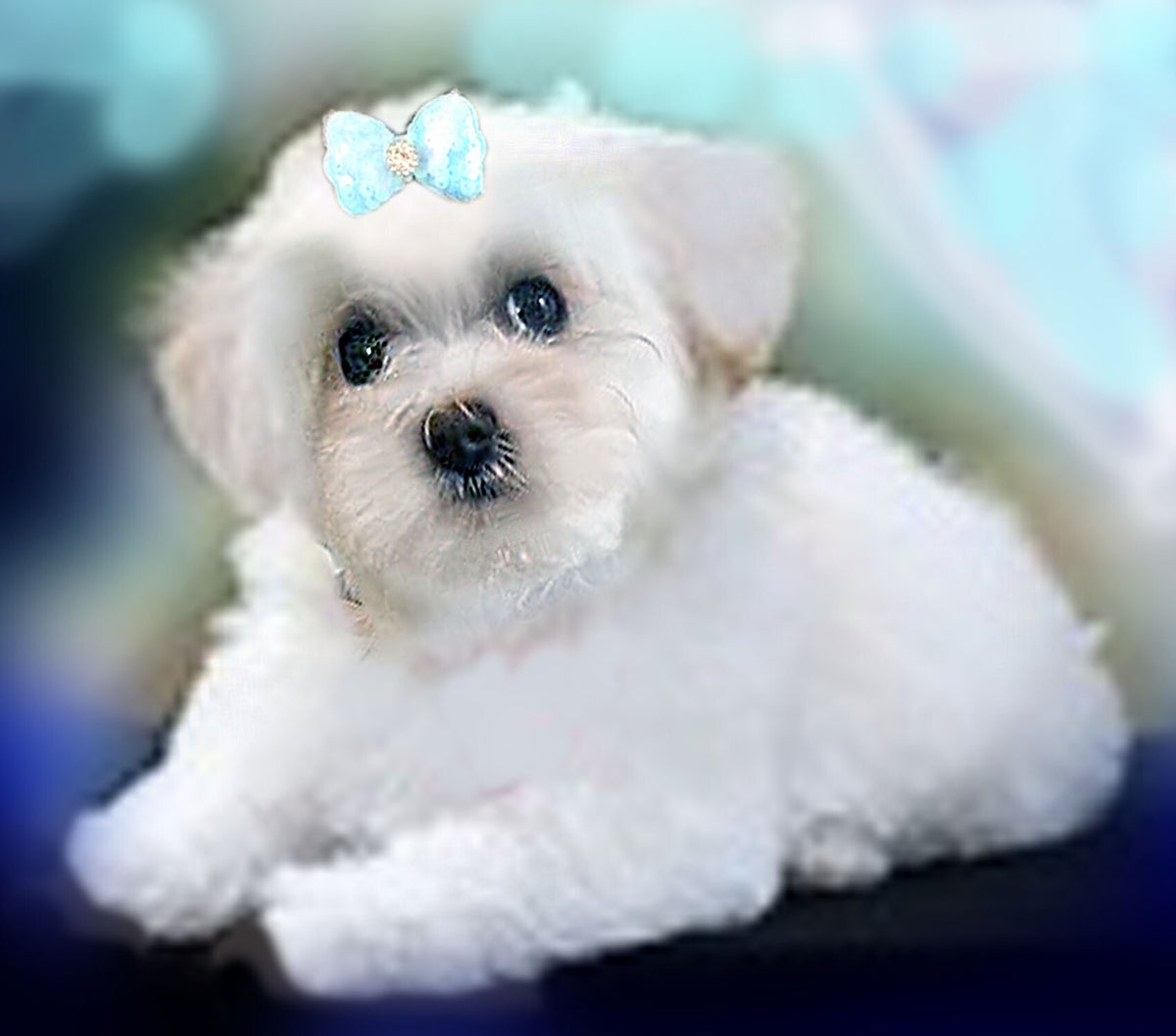 Maltese Puppies Puppy Cottage