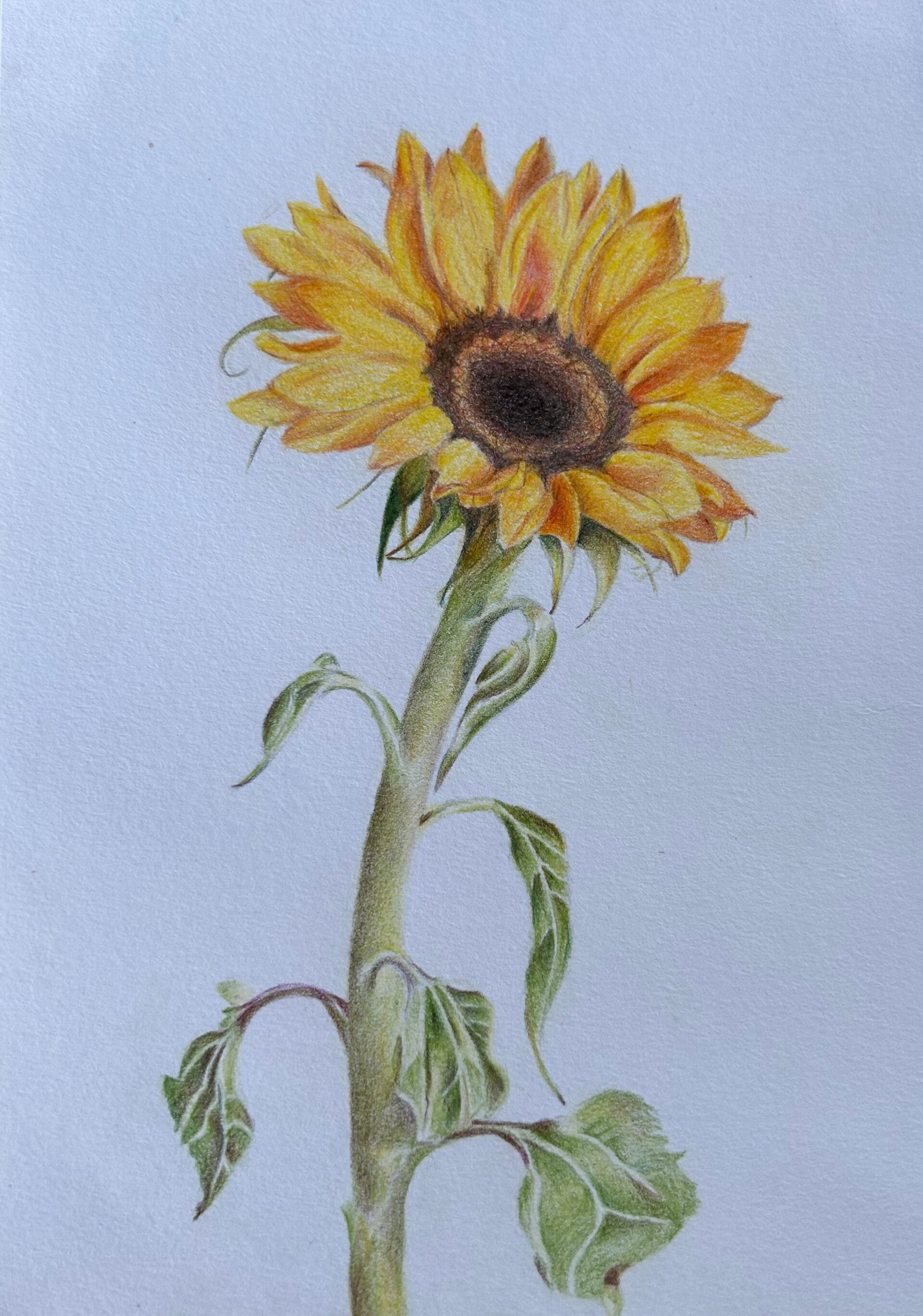 Zonnebloem