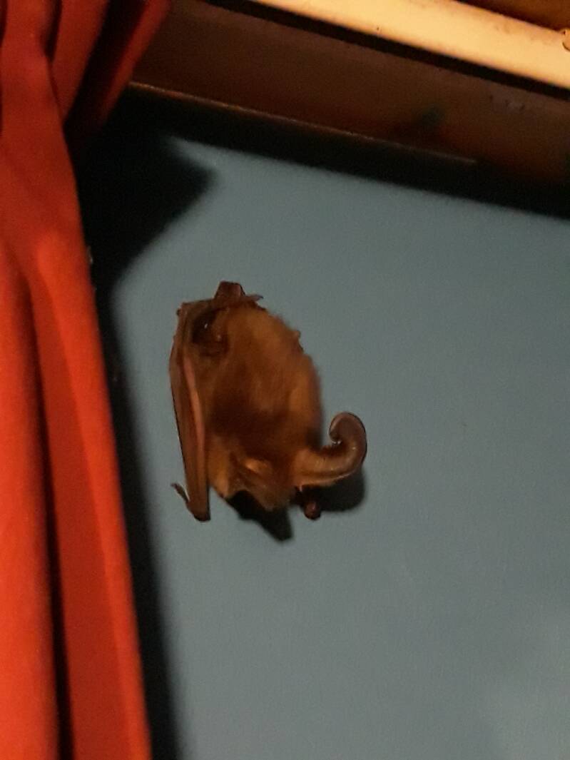 Grootoor Vleermuis-in-huis Sylvia P56