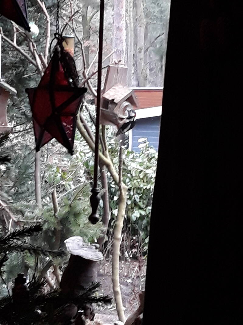 Grote Bonte Specht Sylvia P56