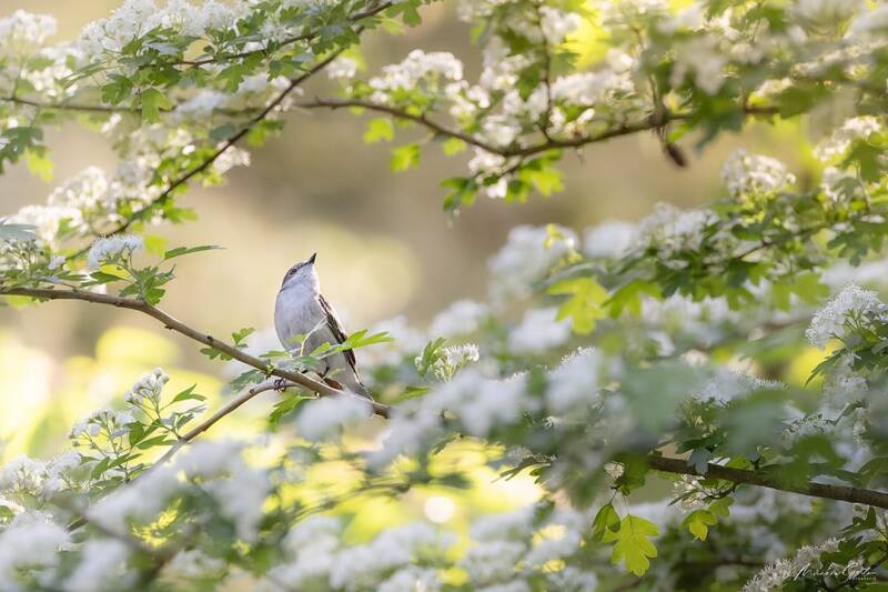 Miranda P36 Bonte-vliegenvanger