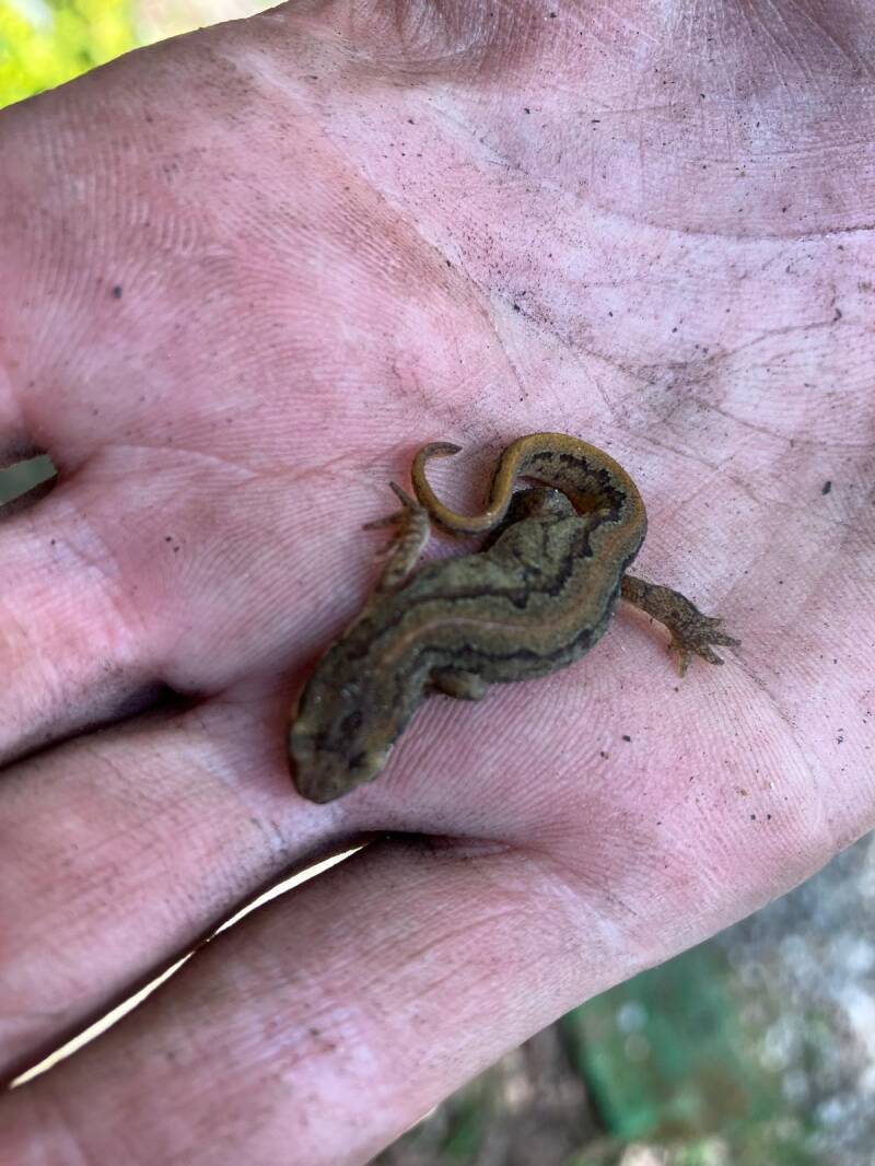 Daphne-P14-kleine-watersalamander