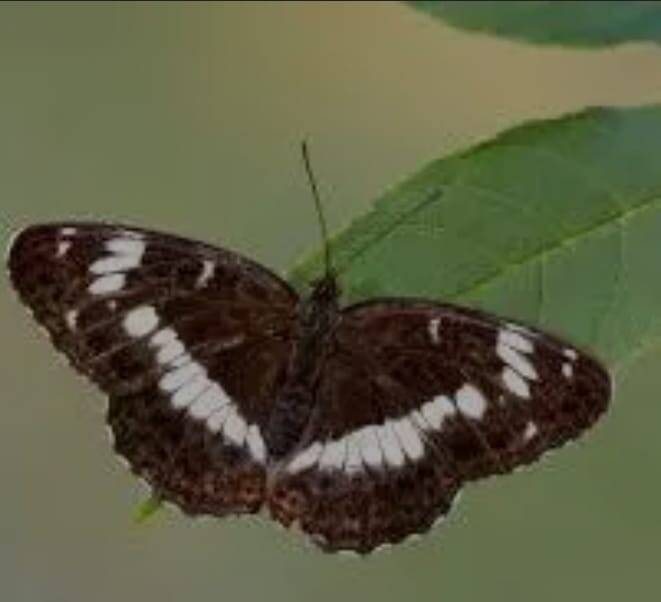 Kleine ijsvogelvlinder-Ilse-P55