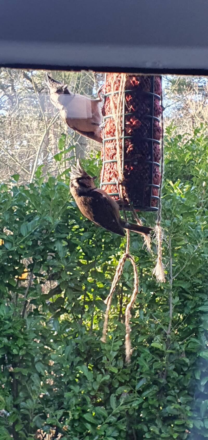 Kuifmees Mariette P60