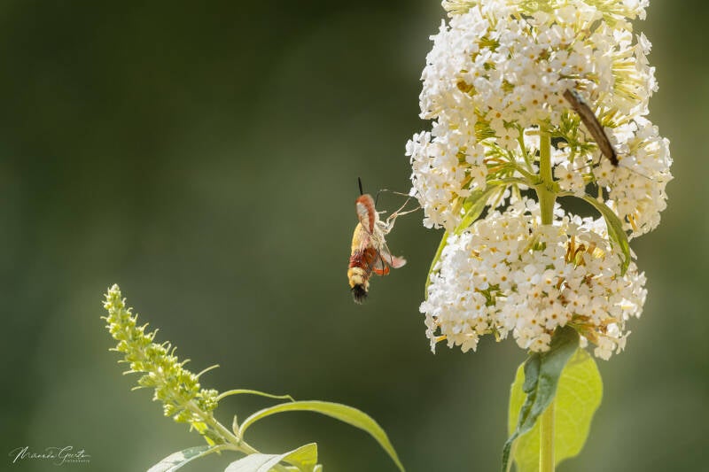 miranda-p36-glasvleugelpijlstaart-01